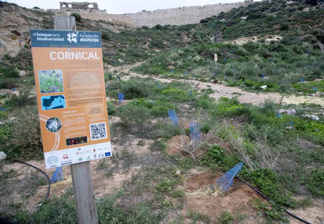 Zona replantada hace dos años, en el Cerro de los Moros