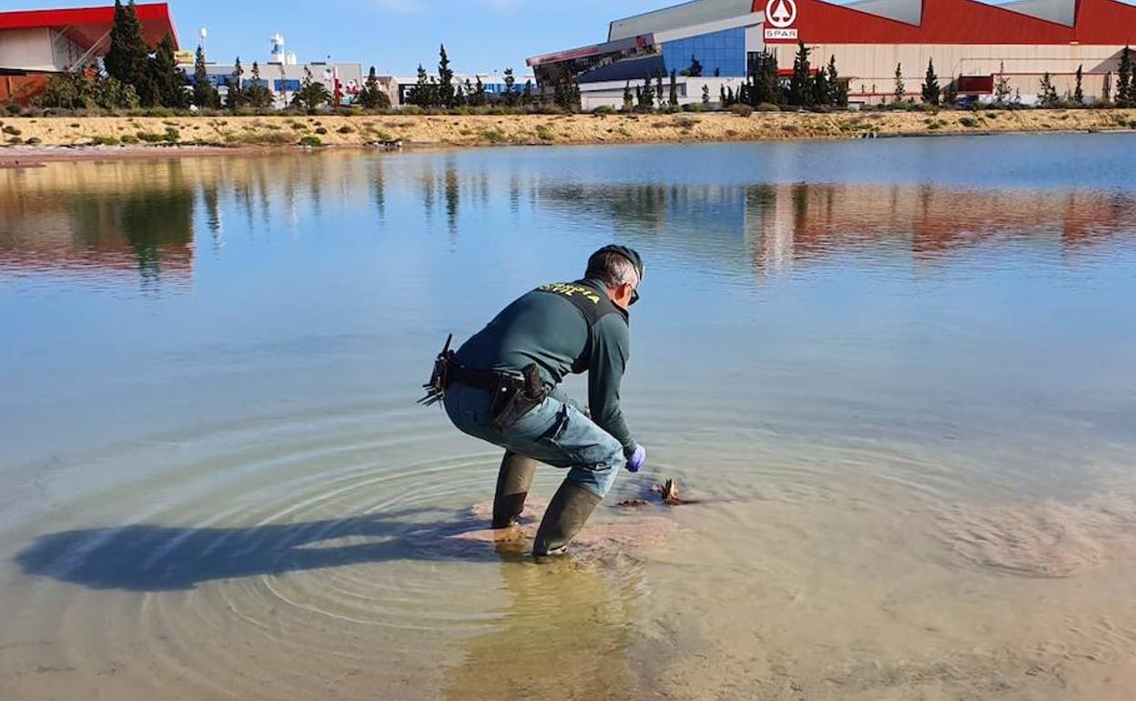 Un agente del Seprona, durante la inspección de este martes.