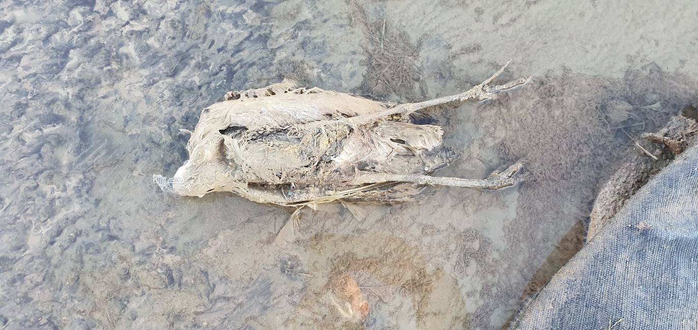 Estudia si la Comunidad ha incurrido en delitos contra el medio ambiente y de prevaricación en la parcela, que sigue sin un plan de descontaminación.