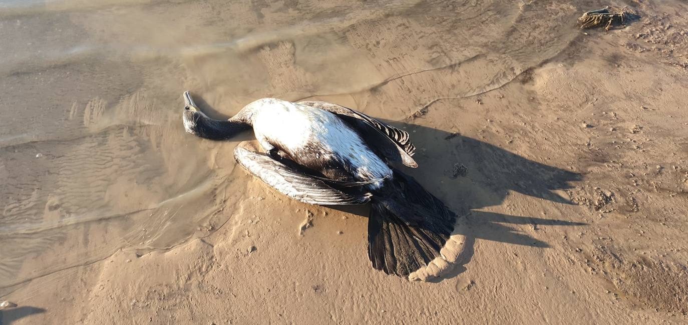 Estudia si la Comunidad ha incurrido en delitos contra el medio ambiente y de prevaricación en la parcela, que sigue sin un plan de descontaminación.