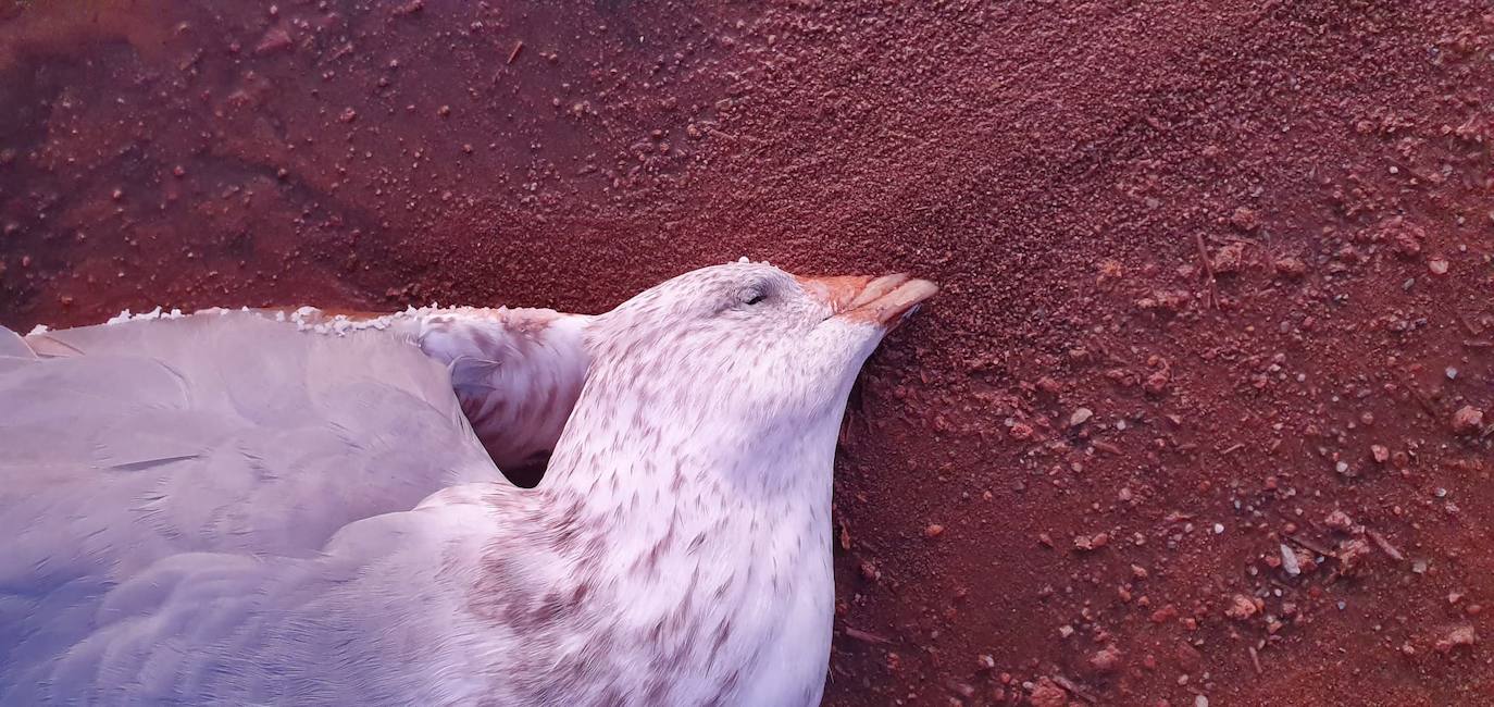 Estudia si la Comunidad ha incurrido en delitos contra el medio ambiente y de prevaricación en la parcela, que sigue sin un plan de descontaminación.