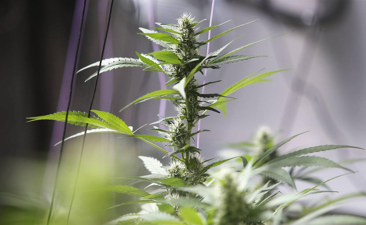 Marihuana en una imagen de archivo. 