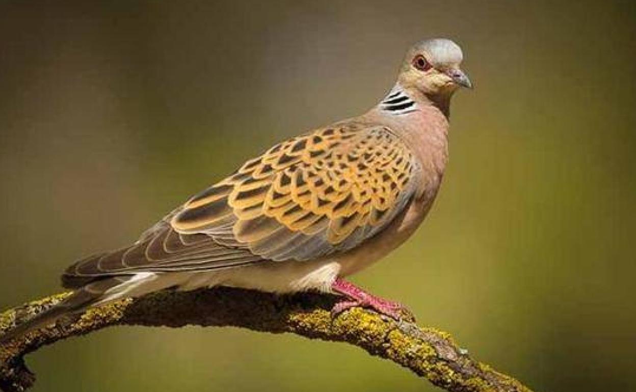 Ejemplar de tórtola común, en una imagen de archivo.