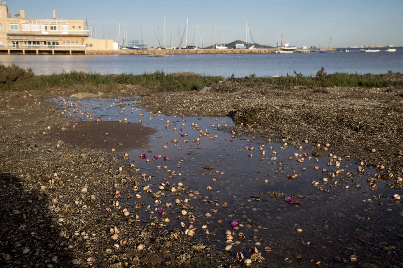 Un vecino de La Unión asegura que también encontró bivalvos en «descomposición» en la costa de Los Nietos