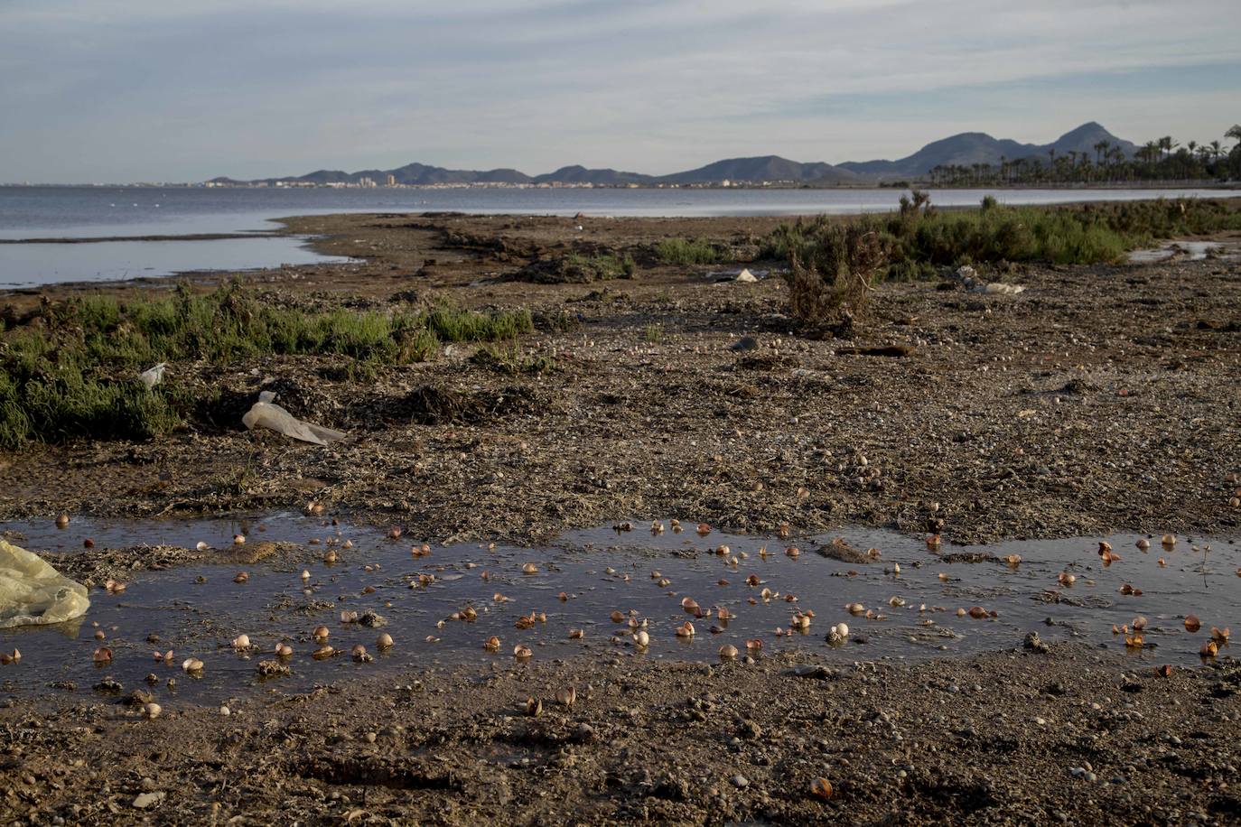 Un vecino de La Unión asegura que también encontró bivalvos en «descomposición» en la costa de Los Nietos
