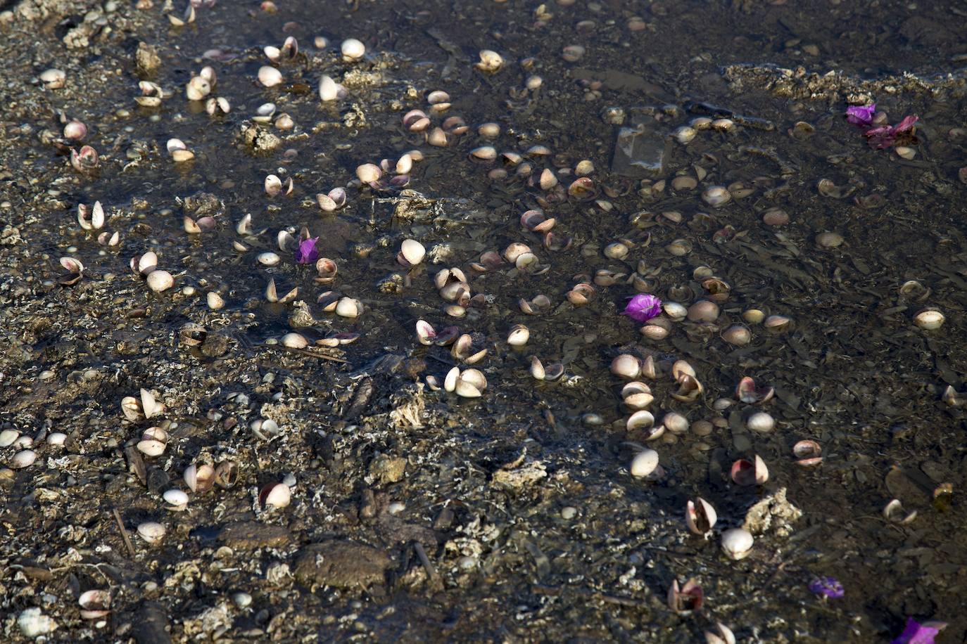 Un vecino de La Unión asegura que también encontró bivalvos en «descomposición» en la costa de Los Nietos