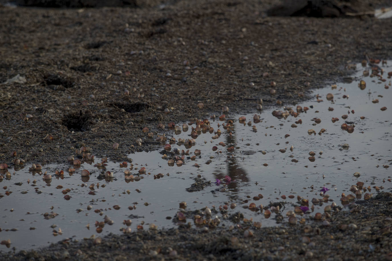 Un vecino de La Unión asegura que también encontró bivalvos en «descomposición» en la costa de Los Nietos