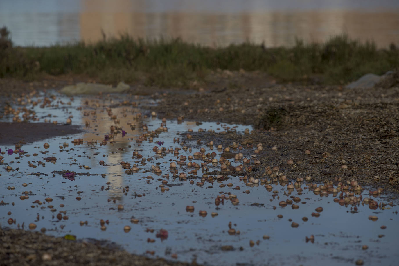 Un vecino de La Unión asegura que también encontró bivalvos en «descomposición» en la costa de Los Nietos
