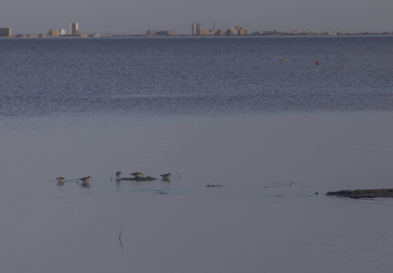 Un vecino de La Unión asegura que también encontró bivalvos en «descomposición» en la costa de Los Nietos
