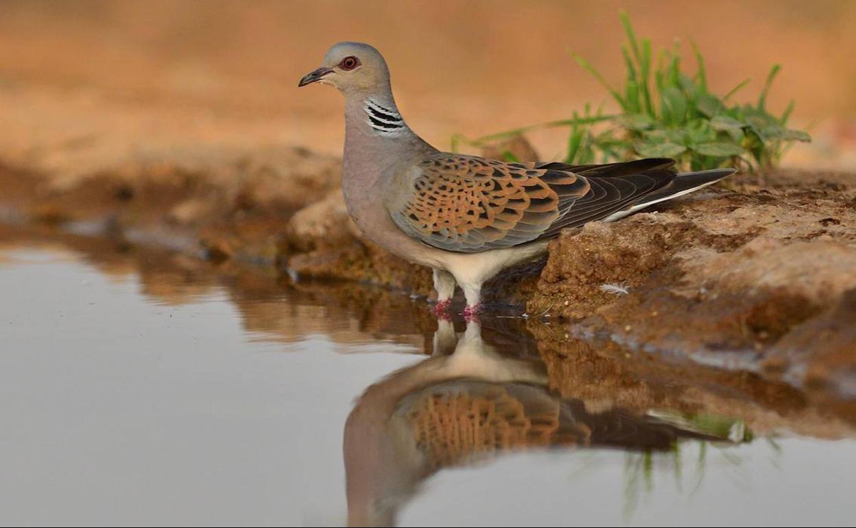 Tórtola común o europea.