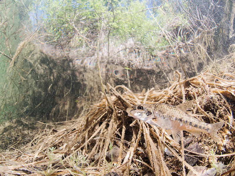 La asociación Columbares publica en formato digital una guía sobre las Reservas Naturales Fluviales de la Cuenca.