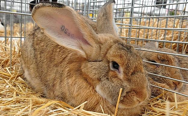 Conejo de la raza gigante español. 
