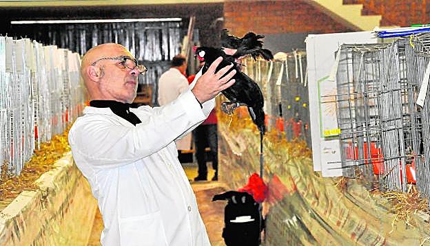 Gallinas expuestas en el Recinto Ferial de Caravaca de la Cruz, el pasado noviembre. 