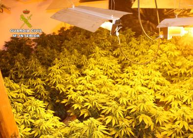 Imagen secundaria 1 - La marihuena que pretendían robar y un agente de la Guardia Civil recogiendo pruebas en el lugar del crimen.