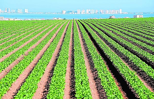 Cultivos en la zona comprendida entre Los Nietos y Los Urrutias, con La Manga al fondo. AGM