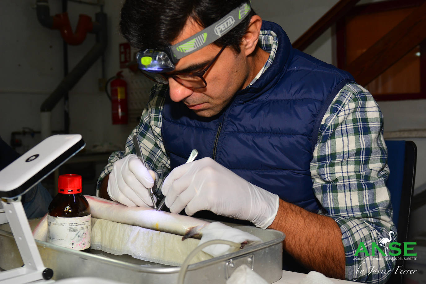 ANSE libera otros 25 ejemplares de esta especie marcados con telemetría para estudiar sus movimientos en la laguna