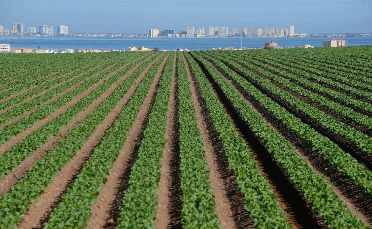 Cultivos casi en la orilla del Mar Menor, entre Los Nietos y Los Urrutias, en una imagen de archivo. 