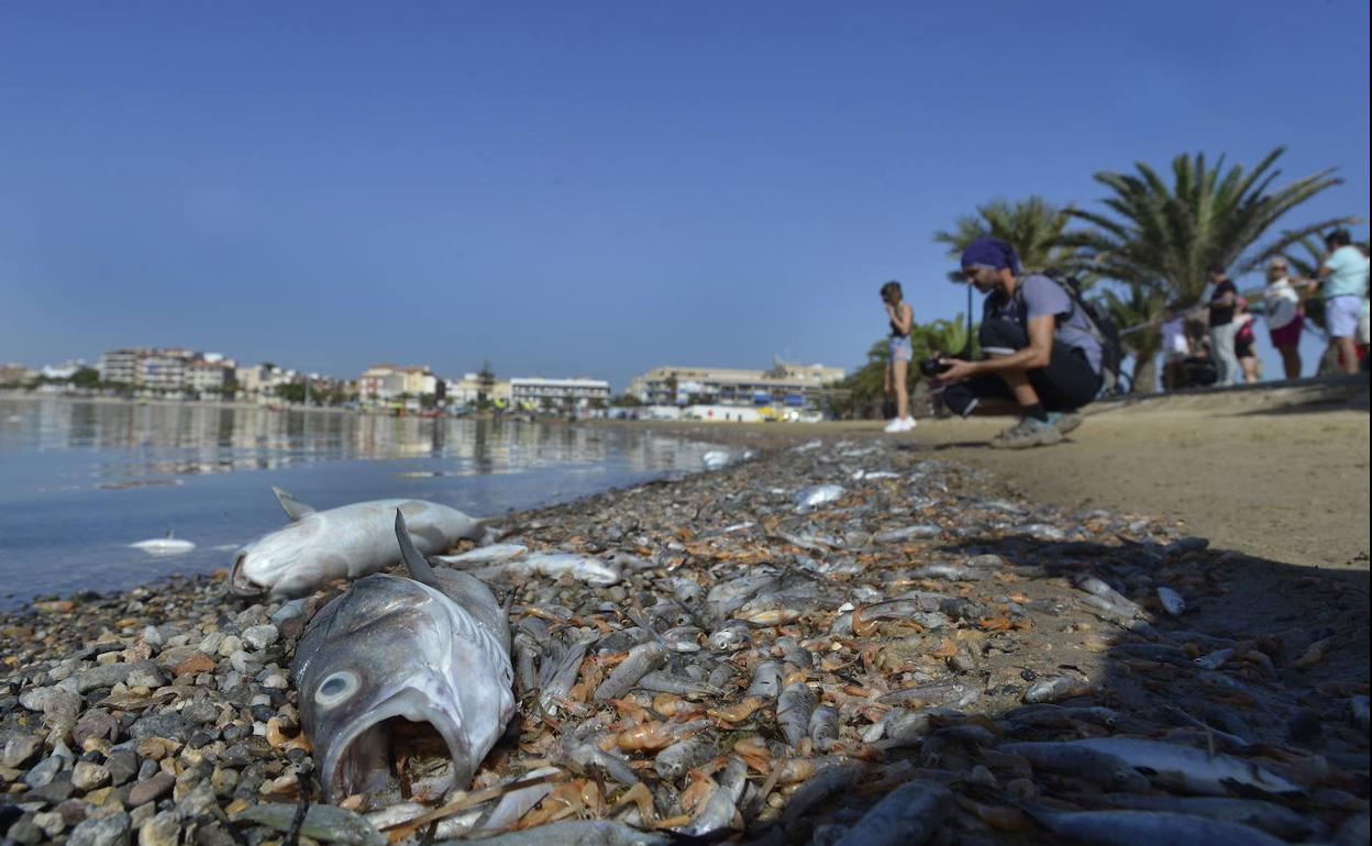 Imagen de peces muertos en la orilla del mar Menor tras el episodio de anoxia del pasado mes de septiembre.