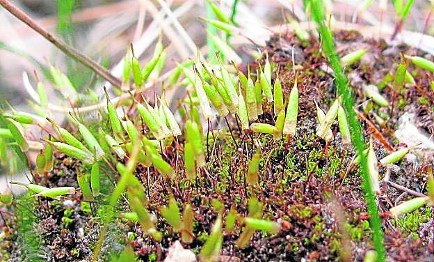 Musgo de la especie 'Encalypta vulgaris'. 