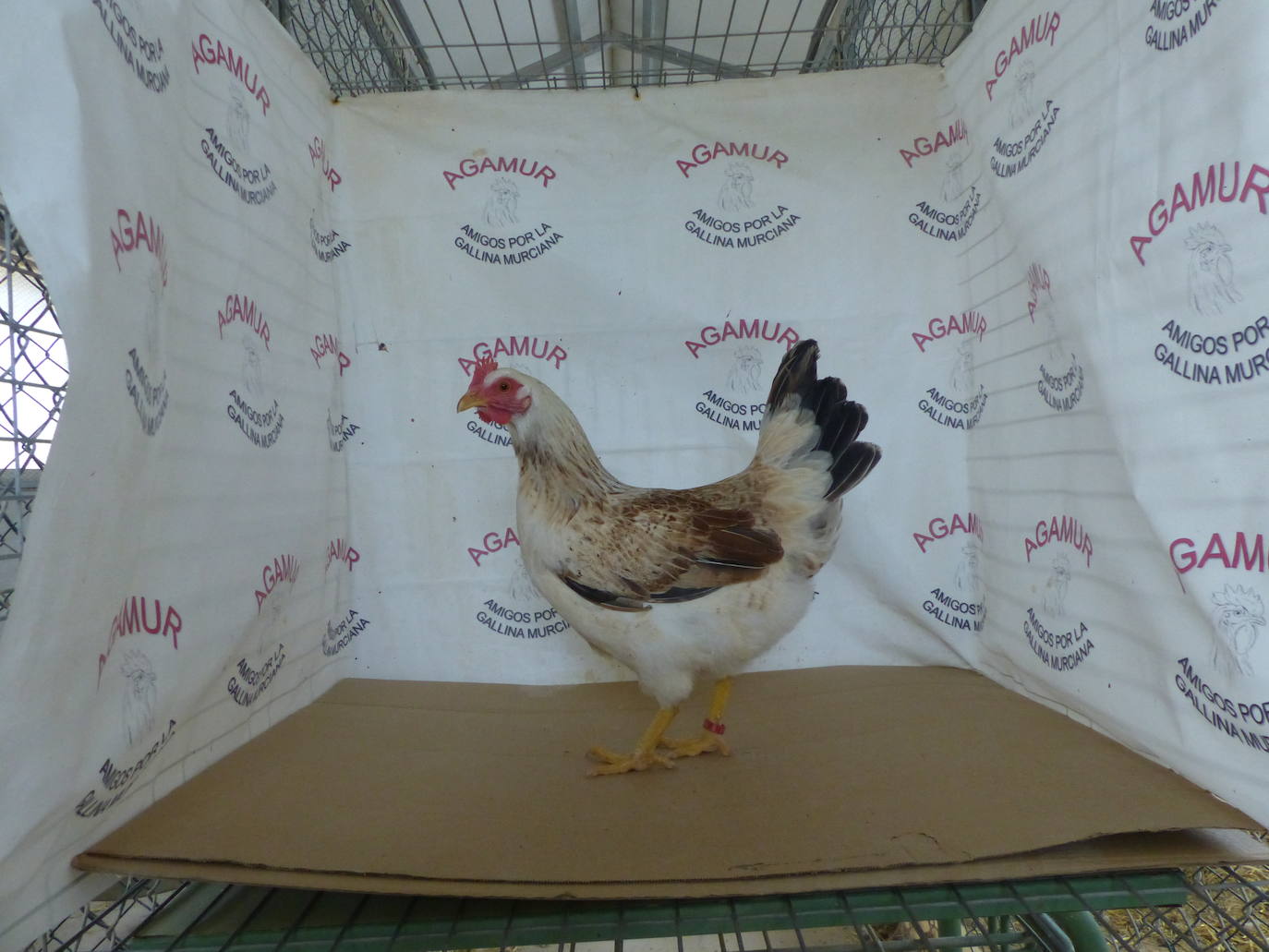 La capacidad de resistencia de esta ave ante el cambio climático y su valor genético y cultural dan argumentos a los esfuerzos de criadores y científicos para una recuperación que está dando frutos