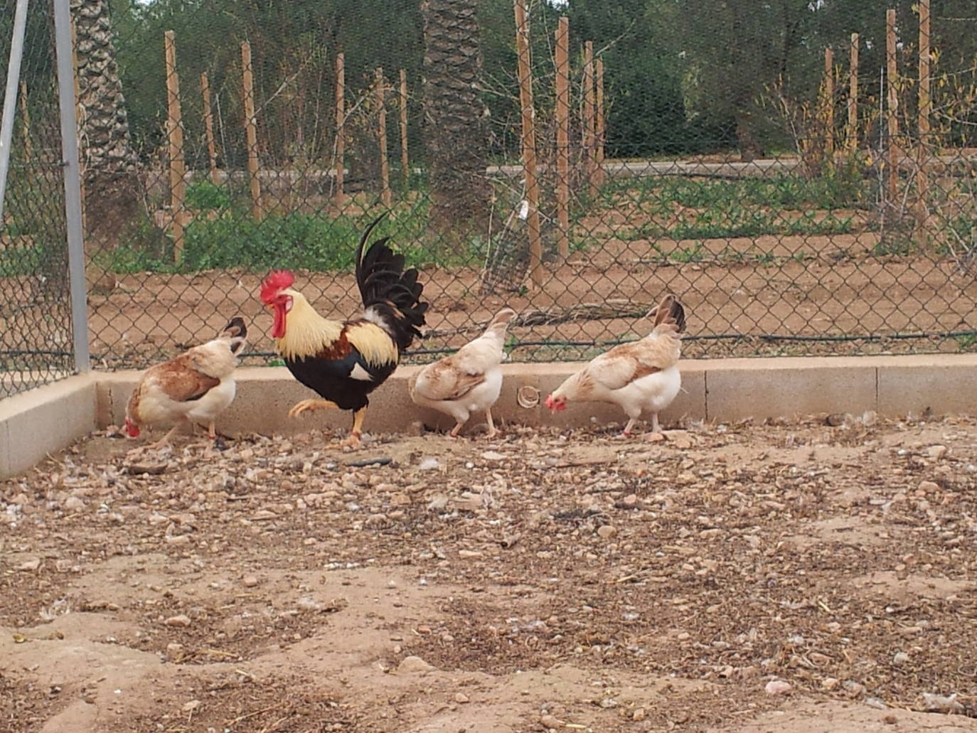 La capacidad de resistencia de esta ave ante el cambio climático y su valor genético y cultural dan argumentos a los esfuerzos de criadores y científicos para una recuperación que está dando frutos