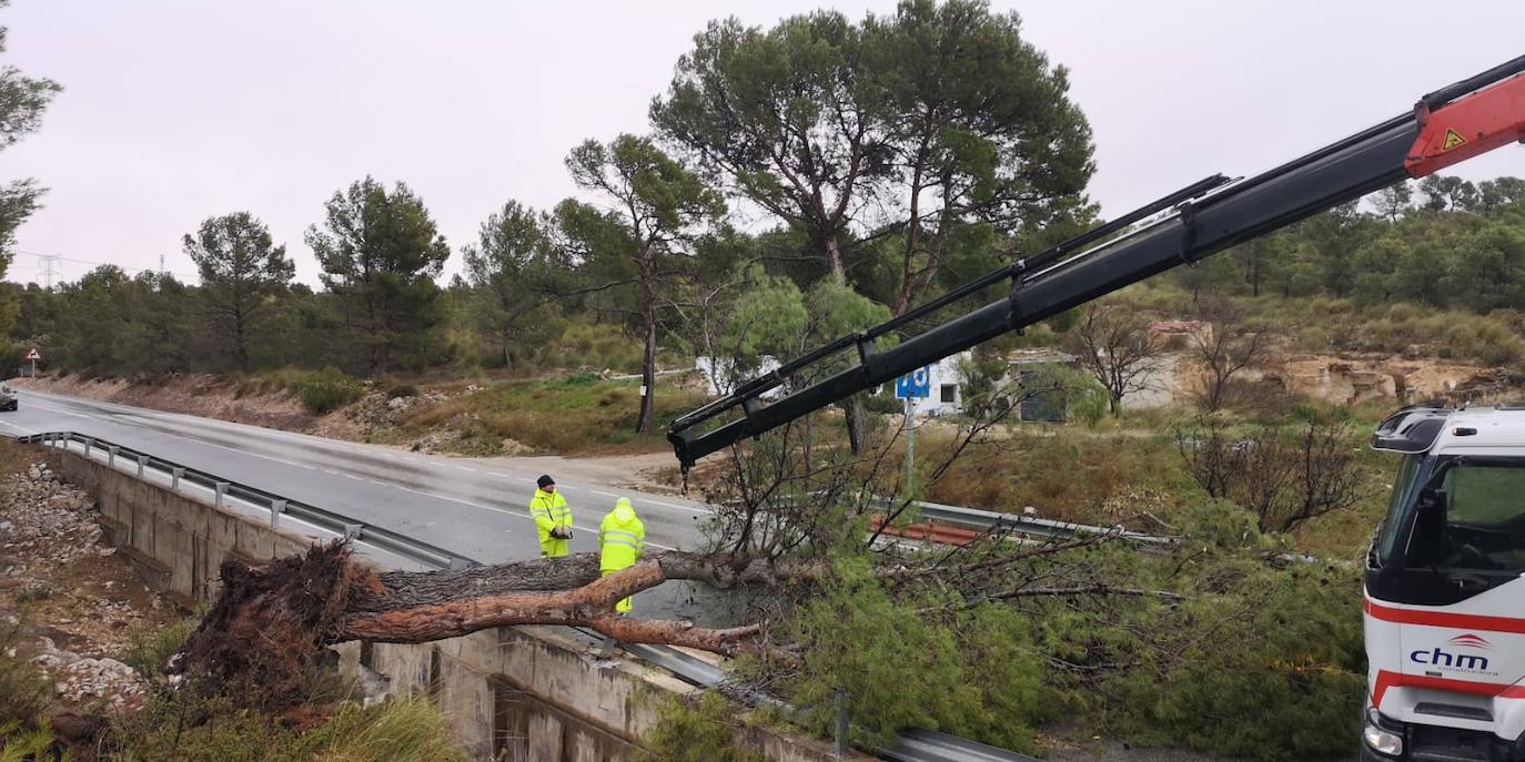 La carretera RM-427 que une Jumilla con la ciudad alicantina de Pinoso, cortada a la altura de Venta Viña P por la caída de un árbol de grandes dimensiones que ha volcado debido a una de las fuertes rachas de viento.