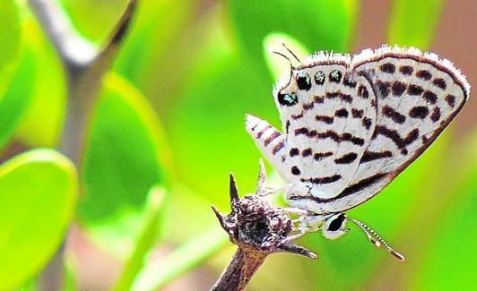 Mariposa 'Tarucus theophrastus'. 
