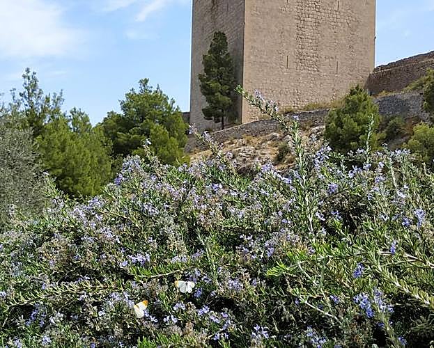 Ejemplares de 'Rosmarinus officinalis' y 'Colotis evagore', en el entorno del Castillo de Lorca. 