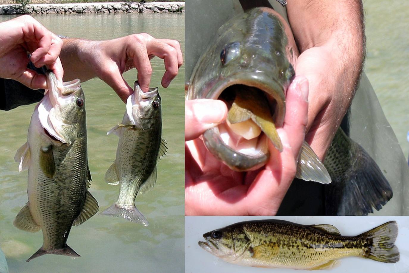 Casi cincuenta especies de peces, crustáceos, moluscos y plantas exóticas, y más de 100 'futuribles', amenazan la biodiversidad de los ecosistemas acuáticos del Sureste.