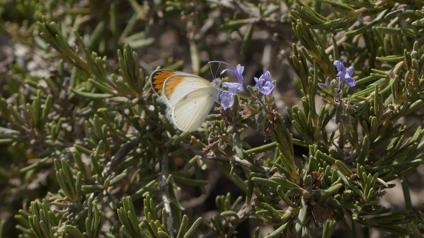 'Colotis evagore'.