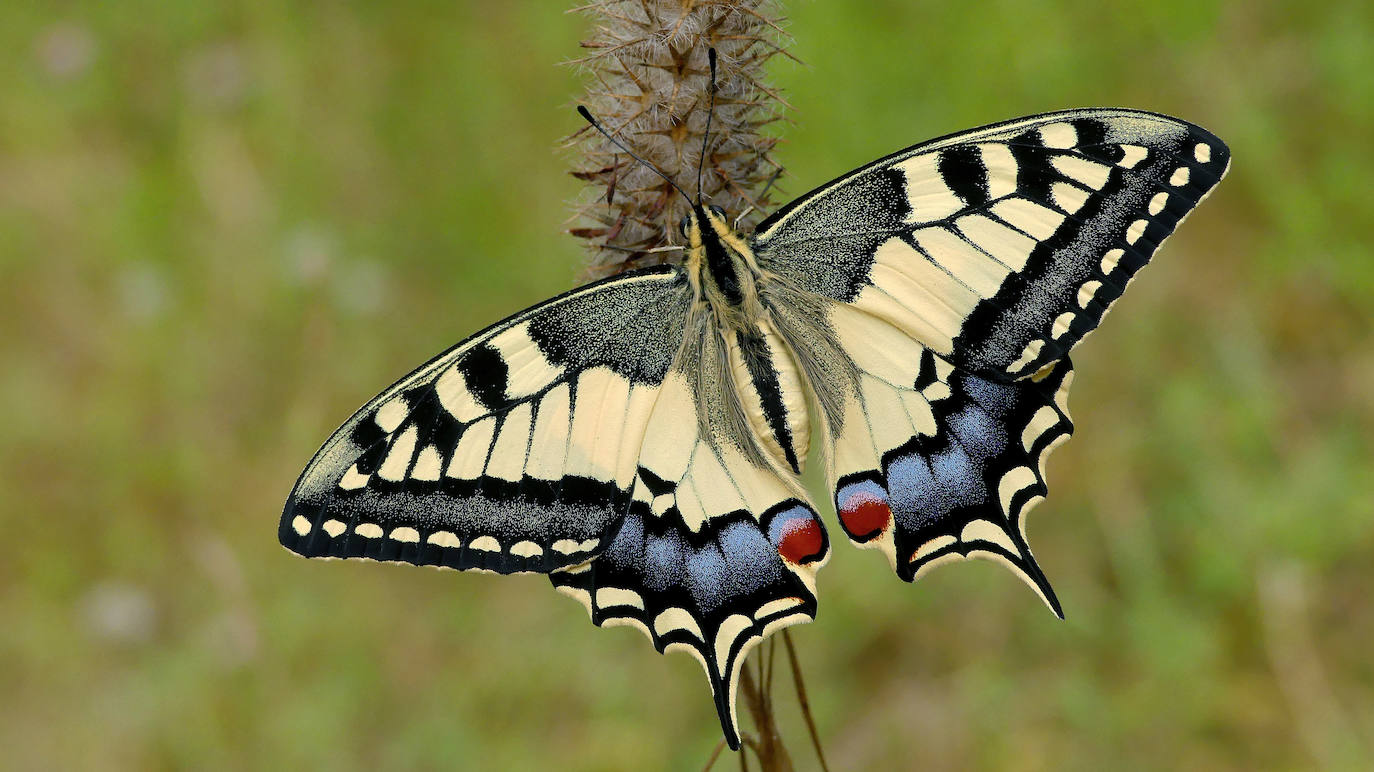 'Papilio machaon'.