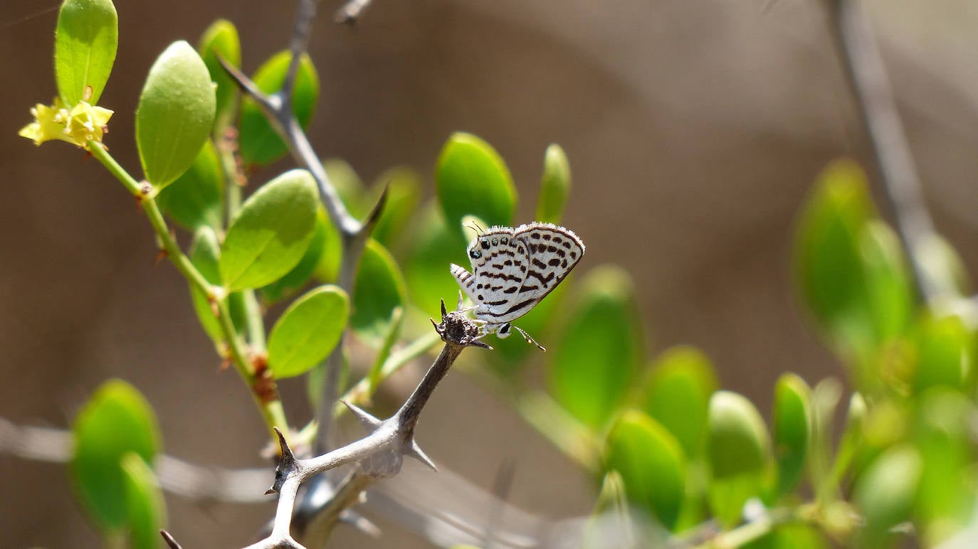 Mariposa 'Tarucus theophrastus'. 