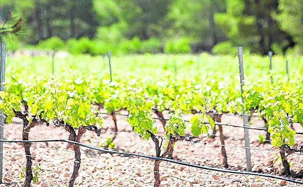 Imagen principal - Arriba, viñedo en Bodegas Casa de la Ermita. Abajo a la izquierda, interior de Bodegas San Isidro en Jumilla. Abajo a la derecha, cata de vino en Bodegas Casa de la Ermita.
