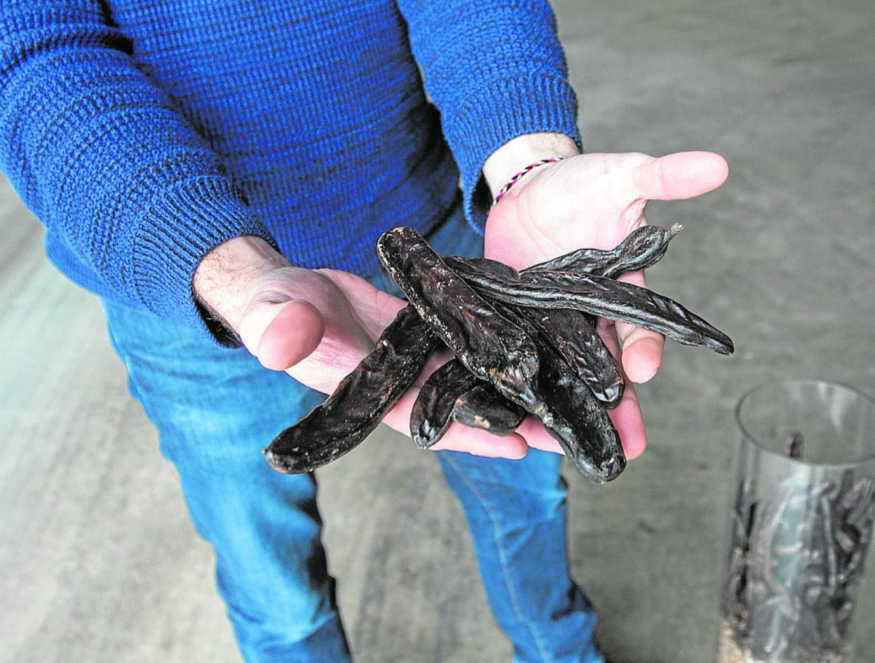 Algarrobas, fruto de este leñoso. 