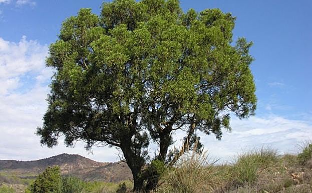 'Tetraclinis articulata'. 