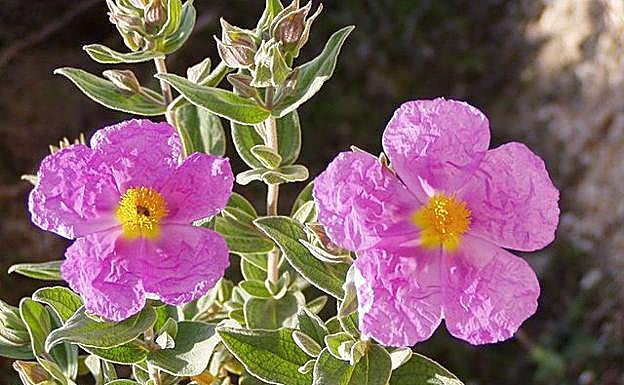 'Cistus albidus'. 