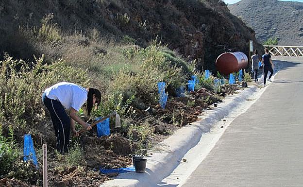 Plantación hecha por ANSE en los márgenes del camino del 33. 