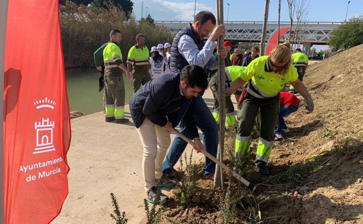 El concejal José Guillén con uno de los árboles que se han plantado.