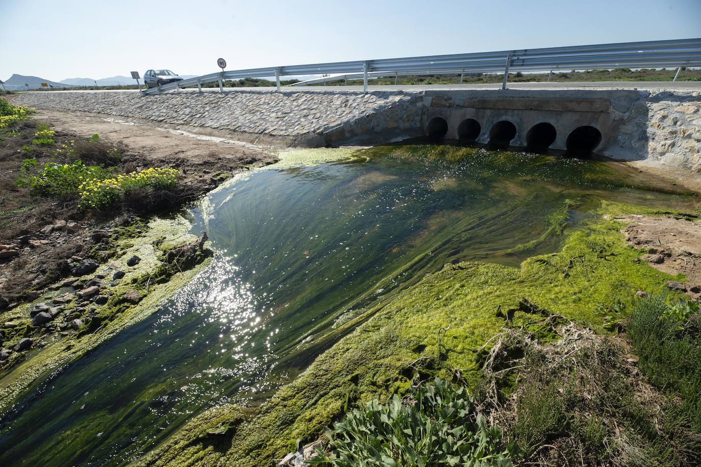 Fotos: Investigan un posible vertido al Mar Menor en la zona del humedal de El Carmolí