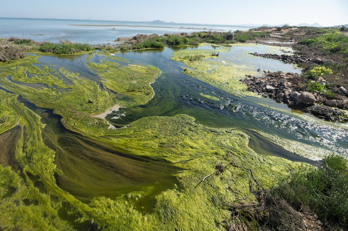 Fotos: Investigan un posible vertido al Mar Menor en la zona del humedal de El Carmolí