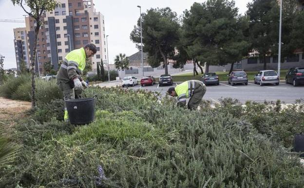 Varios empleados arreglan un jardín en Cartagena en una imagen de archivo. 