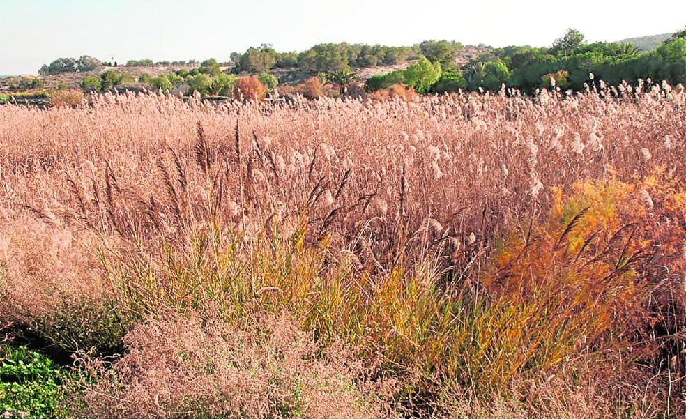 Ejemplares de 'Arundo micrantha' (caña judía) sobresaliendo sobre una población de 'Phragmites australis' (carrizo). 