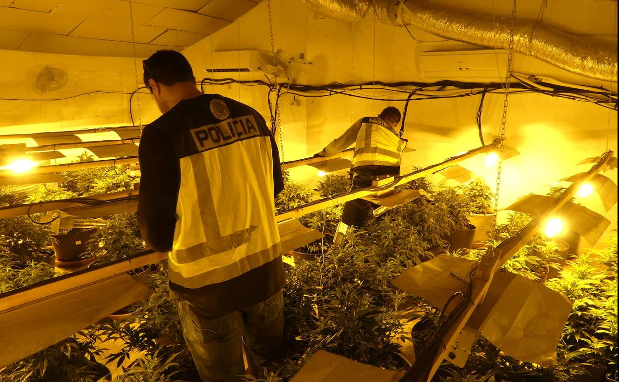 Dos agentes de la Poliía Nacional inspeccionan el cultivo de marihuana detectado en Javalí Nuevo.