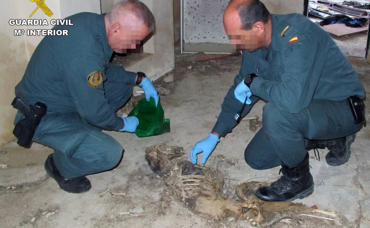 Dos especialistas del Seprona junto al cadáver de uno de los galgos.