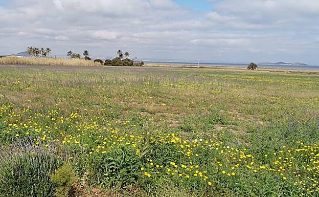 Finca sobre la que se proyecta un cultivo de limoneros bajo invernadero en Lo Poyo, junto al Mar Menor.