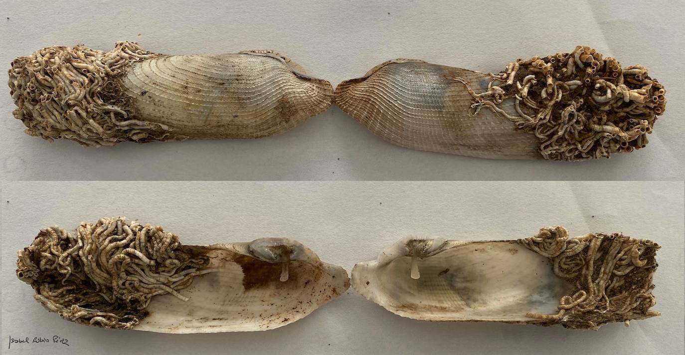 Fotos: &#039;Chucky&#039;, la muñeca diabólica del Mar Menor