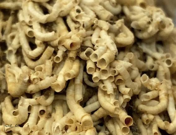 Fotos: &#039;Chucky&#039;, la muñeca diabólica del Mar Menor