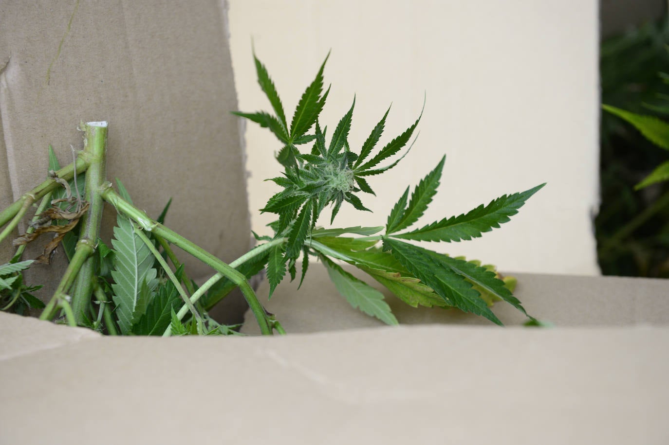 Fotos: Golpe de la Policía Nacional al cultivo de marihuana en La Alberca