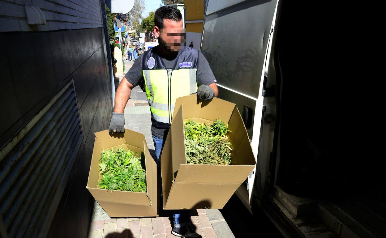 Uno de los agentes transporta cajas con marihuana tras el registro.