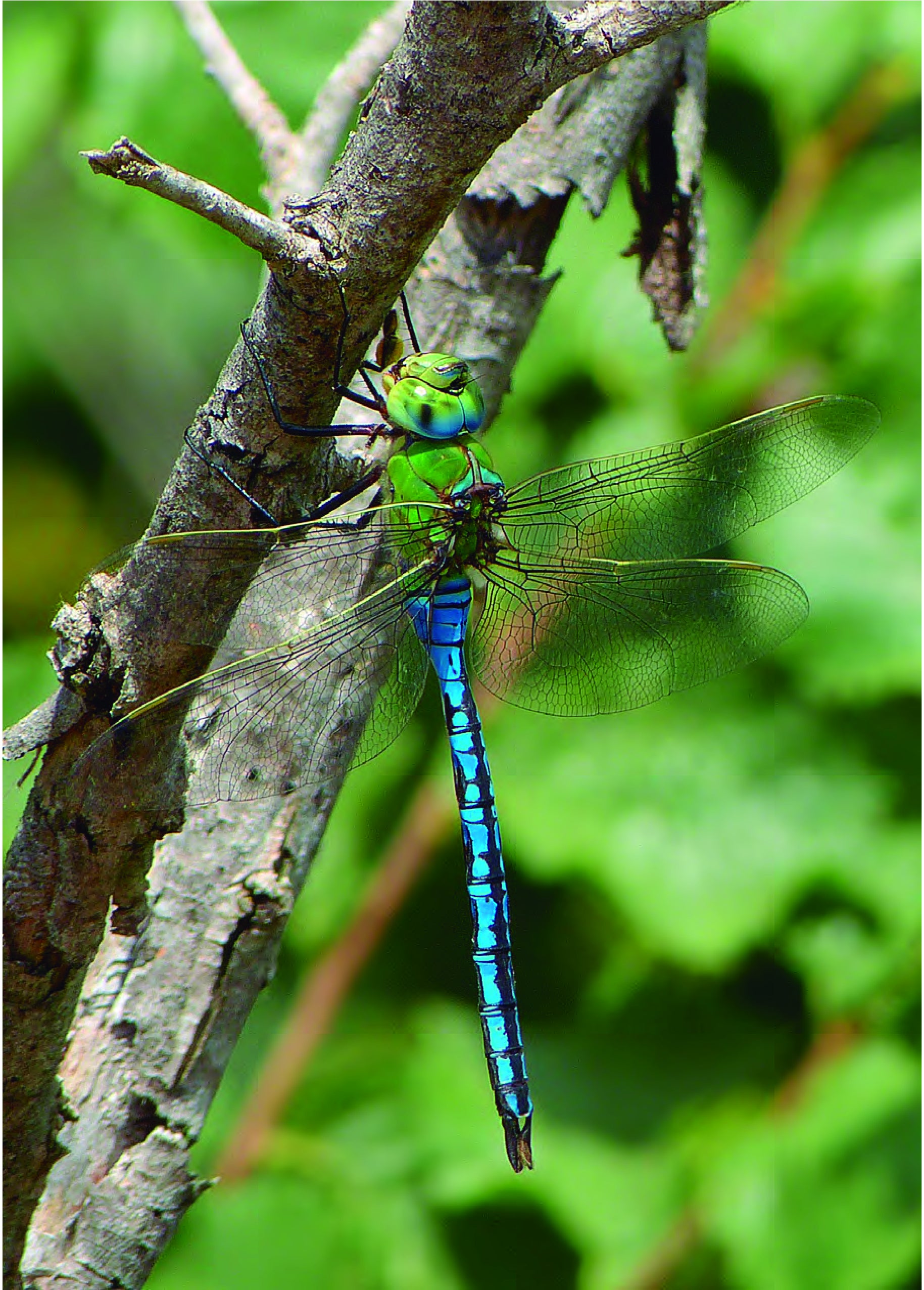 Anax Imperator’. Libélula emperatriz azul, la especie de mayor tamaño de la odonatofauna ibérica, con su característico tórax verde brillante y abdomen azul con manchas negras. 